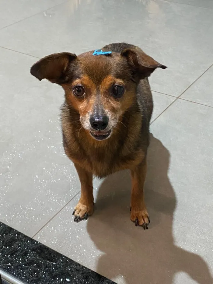 Cachorro raça Pinscher idade 6 ou mais anos nome PROCURA SE O DONO