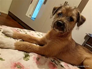 Cachorro raça SRD-ViraLata idade 2 a 6 meses nome Neguinha