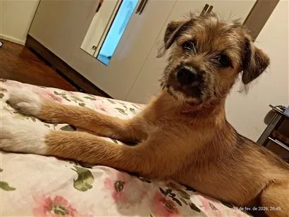 Cachorro raça SRD-ViraLata idade 2 a 6 meses nome Neguinha