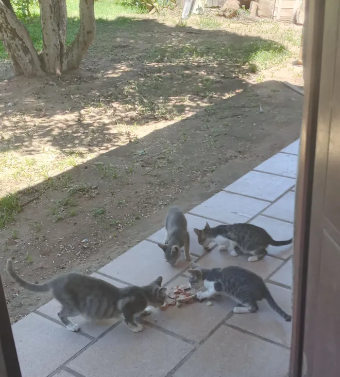 Gato raça SRD-ViraLata idade 2 a 6 meses nome sao 4 filhotes