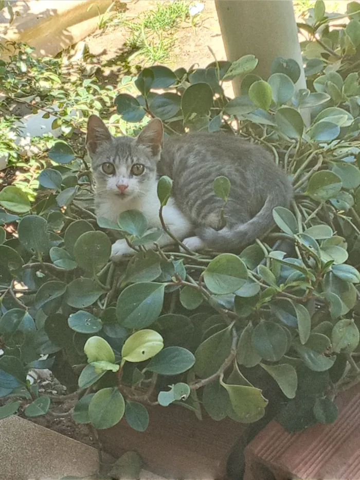 Gato raça SRD-ViraLata idade 2 a 6 meses nome sao 4 filhotes