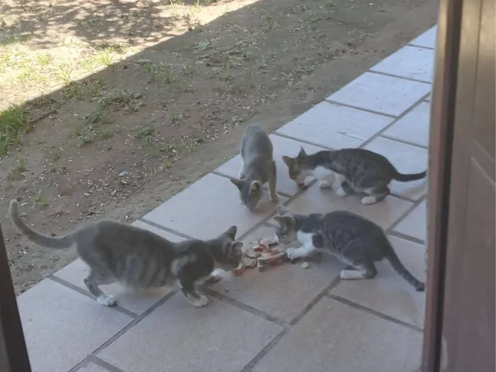 Gato raça SRD-ViraLata idade 2 a 6 meses nome sao 4 filhotes