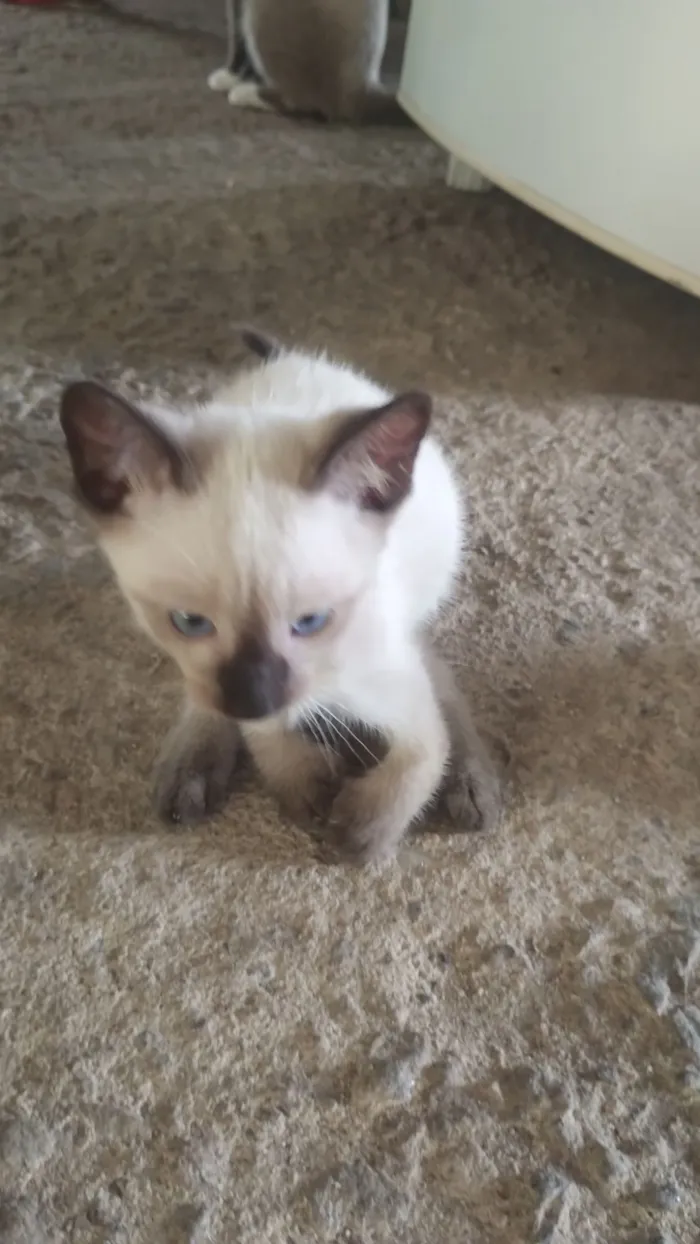 Gato raça Siamês idade 2 a 6 meses nome sem nomes 