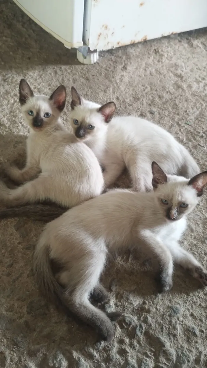 Gato raça Siamês idade 2 a 6 meses nome sem nomes 