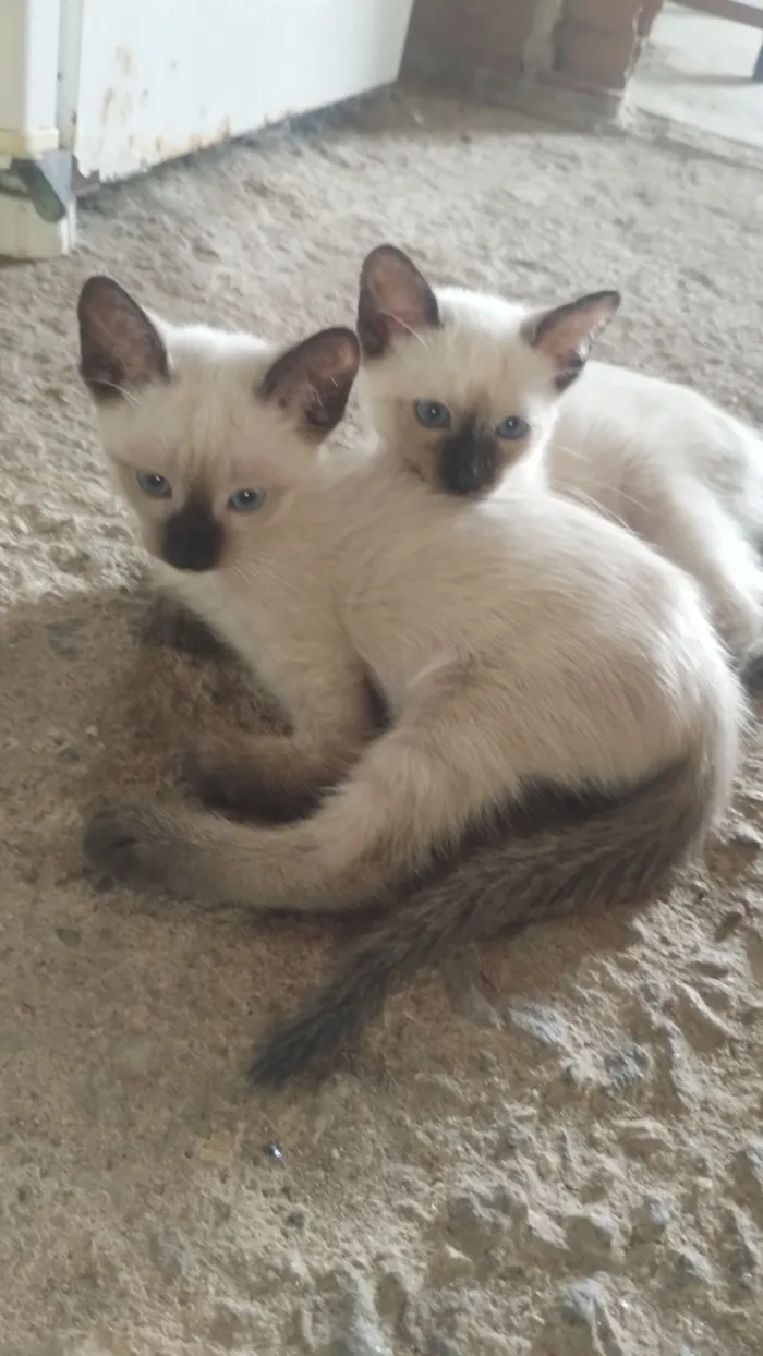 Gato raça Siamês idade 2 a 6 meses nome sem nomes 