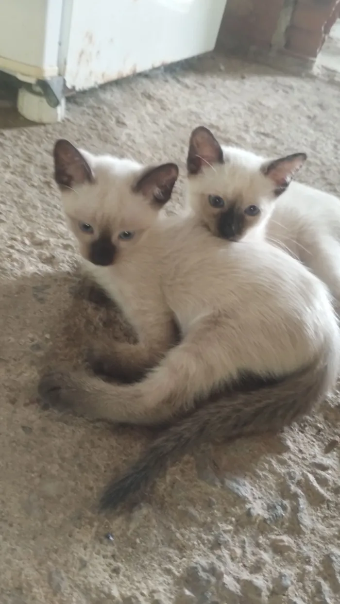 Gato raça Siamês idade 2 a 6 meses nome sem nomes 