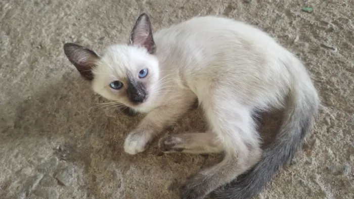 Gato raça Siamês idade 2 a 6 meses nome sem nomes 