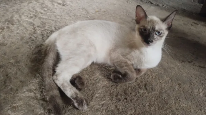 Gato raça Siamês idade 7 a 11 meses nome sem nomes 