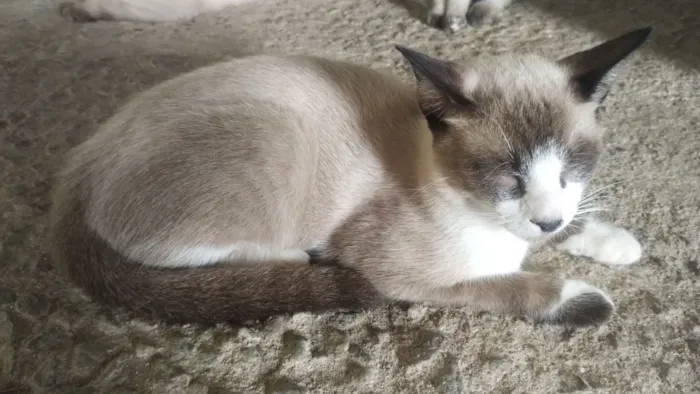 Gato raça Siamês idade 7 a 11 meses nome sem nomes 