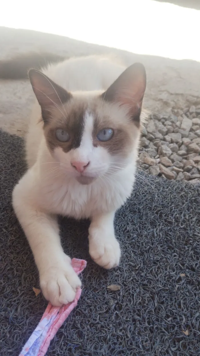 Gato raça Siamês idade 7 a 11 meses nome sem nomes 
