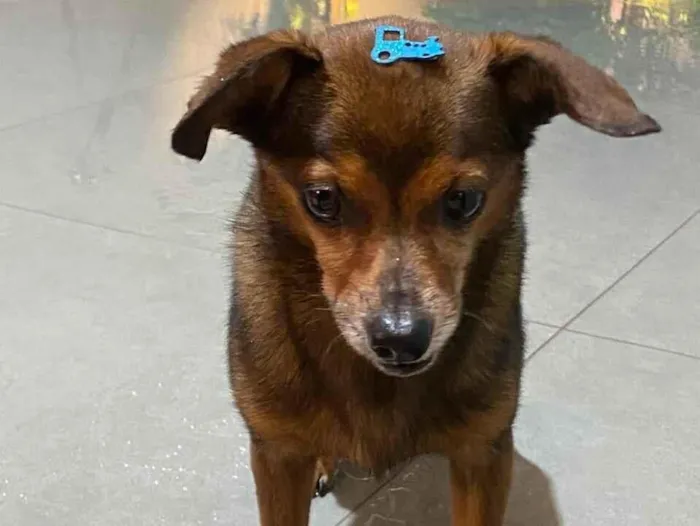 Cachorro raça Pinscher idade 6 ou mais anos nome PROCURA SE O DONO