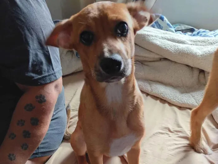 Cachorro raça SRD-ViraLata idade 2 a 6 meses nome Sushi