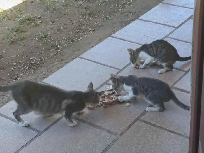 Gato raça SRD-ViraLata idade 2 a 6 meses nome sao 4 filhotes