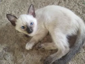 Gato raça Siamês idade 2 a 6 meses nome sem nomes 