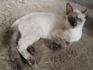 Gato raça Siamês idade 7 a 11 meses nome sem nomes 