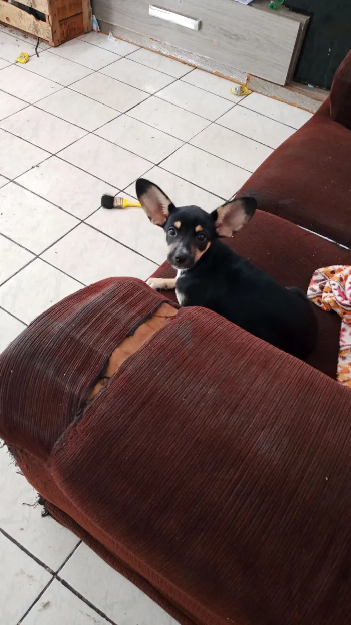 Cachorro raça Pinscher idade 2 a 6 meses nome Estrela 