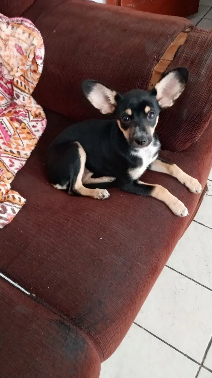 Cachorro raça Pinscher idade 2 a 6 meses nome Estrela 
