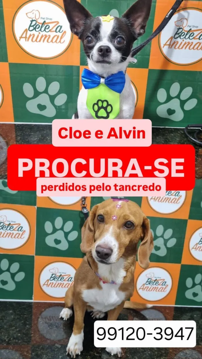 Cachorro raça SRD-ViraLata idade 6 ou mais anos nome cloe 
