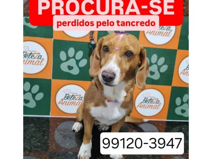 Cachorro raça SRD-ViraLata idade 6 ou mais anos nome cloe 