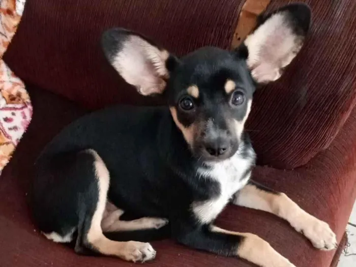 Cachorro raça Pinscher idade 2 a 6 meses nome Estrela 