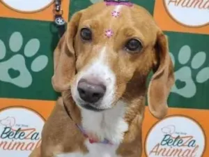Cachorro raça SRD-ViraLata idade 6 ou mais anos nome cloe 