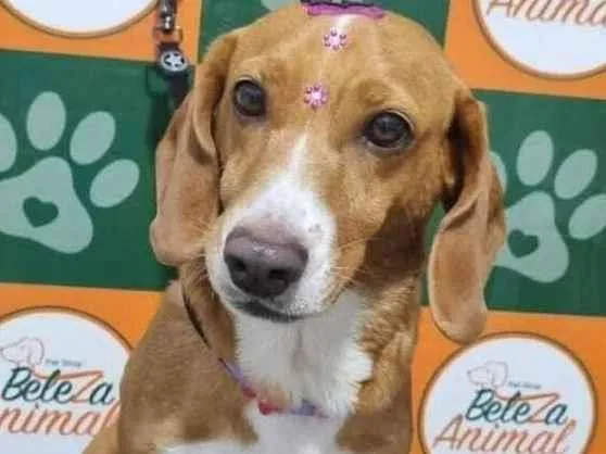 Cachorro raça SRD-ViraLata idade 6 ou mais anos nome cloe 