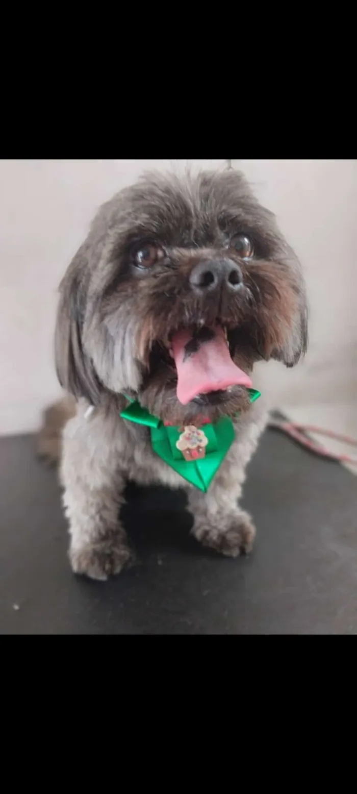 Cachorro raça Lhasa Apso idade 4 anos nome Jack