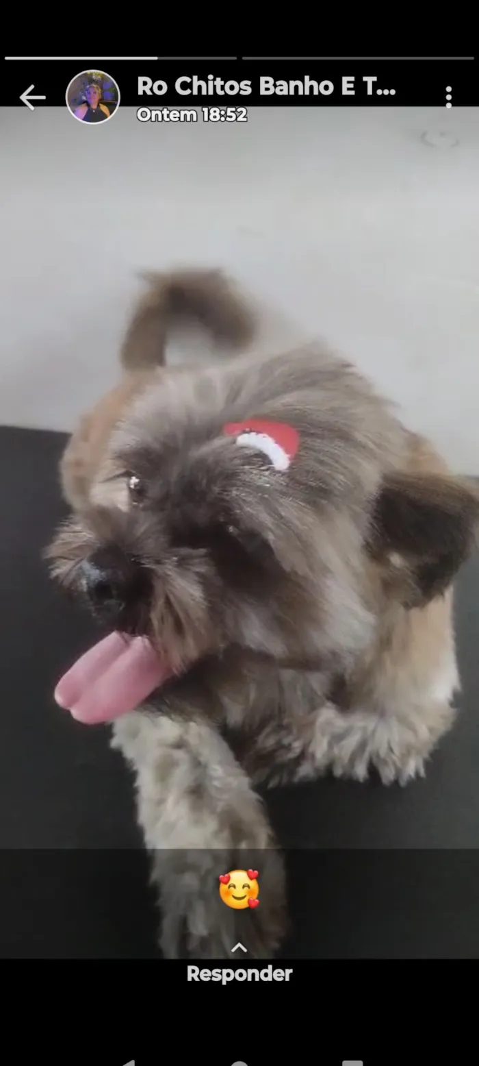 Cachorro raça Lhasa Apso idade 4 anos nome Jack