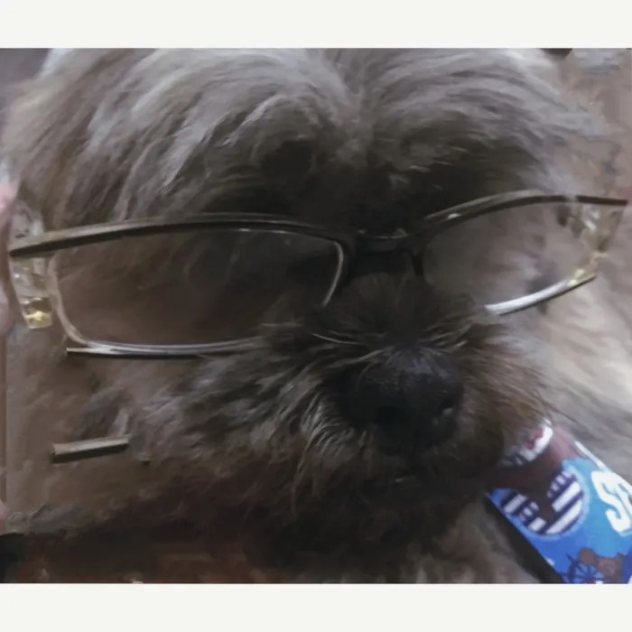 Cachorro raça Lhasa Apso idade 4 anos nome Jack