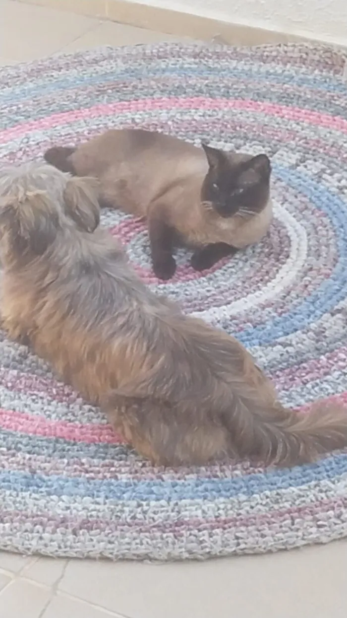 Cachorro raça Lhasa Apso idade 4 anos nome Jack