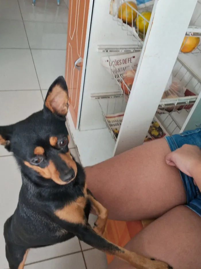 Cachorro raça Pinscher idade 6 ou mais anos nome Luna