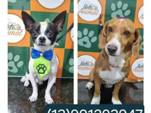 Cachorro raça SRD-ViraLata idade 1 ano nome Alvim 