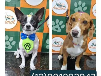 Cachorro raça SRD-ViraLata idade 1 ano nome Alvim 