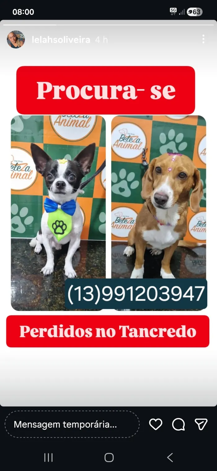 Cachorro raça SRD-ViraLata idade 1 ano nome Alvim 