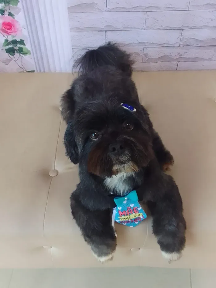 Cachorro raça Shitzu idade 6 ou mais anos nome Freddy