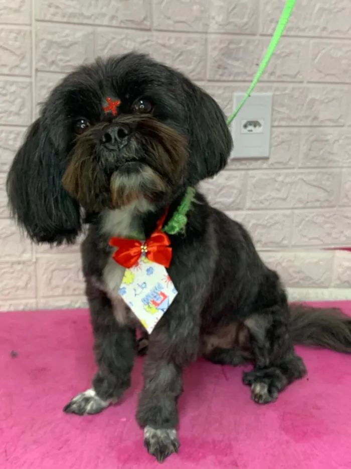 Cachorro raça Shitzu idade 6 ou mais anos nome Freddy