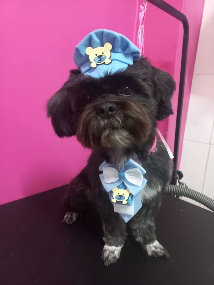 Cachorro raça Shitzu idade 6 ou mais anos nome Freddy