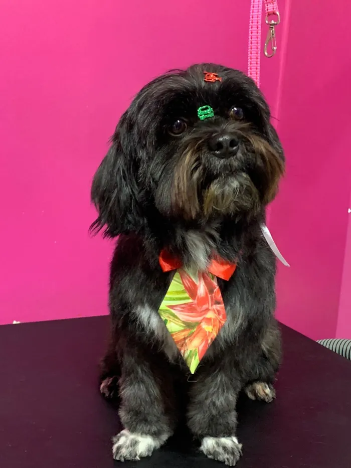 Cachorro raça Shitzu idade 6 ou mais anos nome Freddy