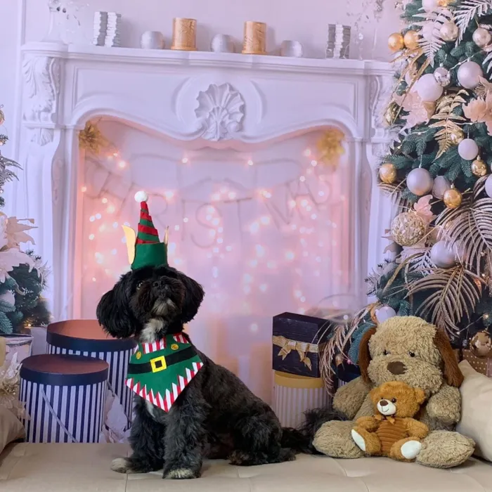 Cachorro raça Shitzu idade 6 ou mais anos nome Freddy