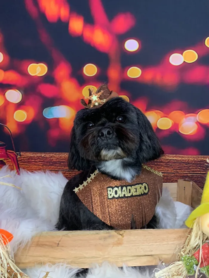 Cachorro raça Shitzu idade 6 ou mais anos nome Freddy