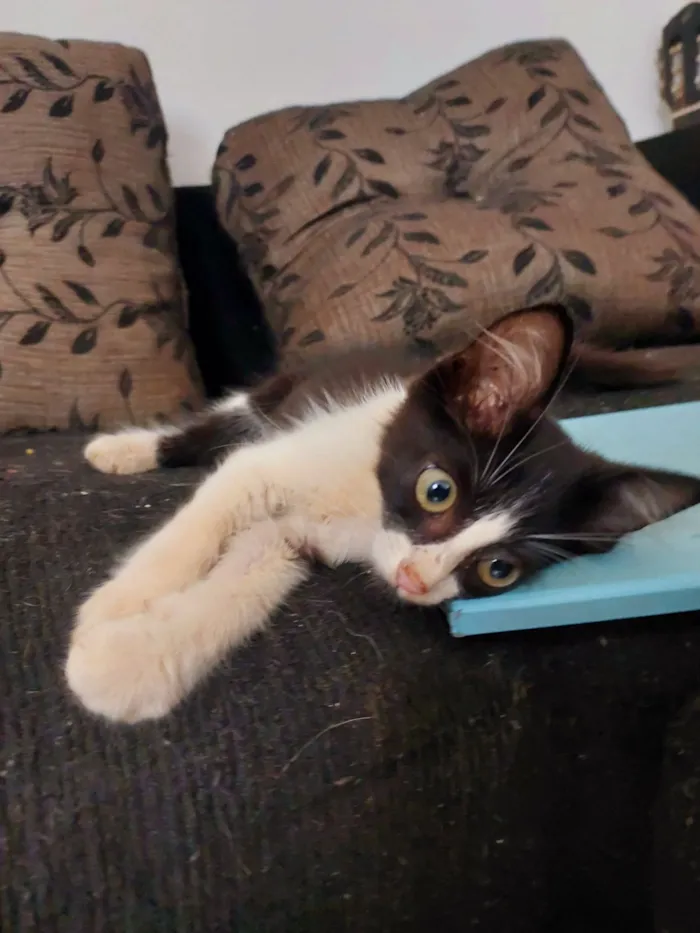 Gato raça SRD-ViraLata idade 2 a 6 meses nome Frajola