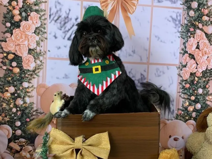 Cachorro raça Shitzu idade 6 ou mais anos nome Freddy