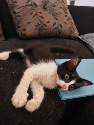 Gato raça SRD-ViraLata idade 2 a 6 meses nome Frajola