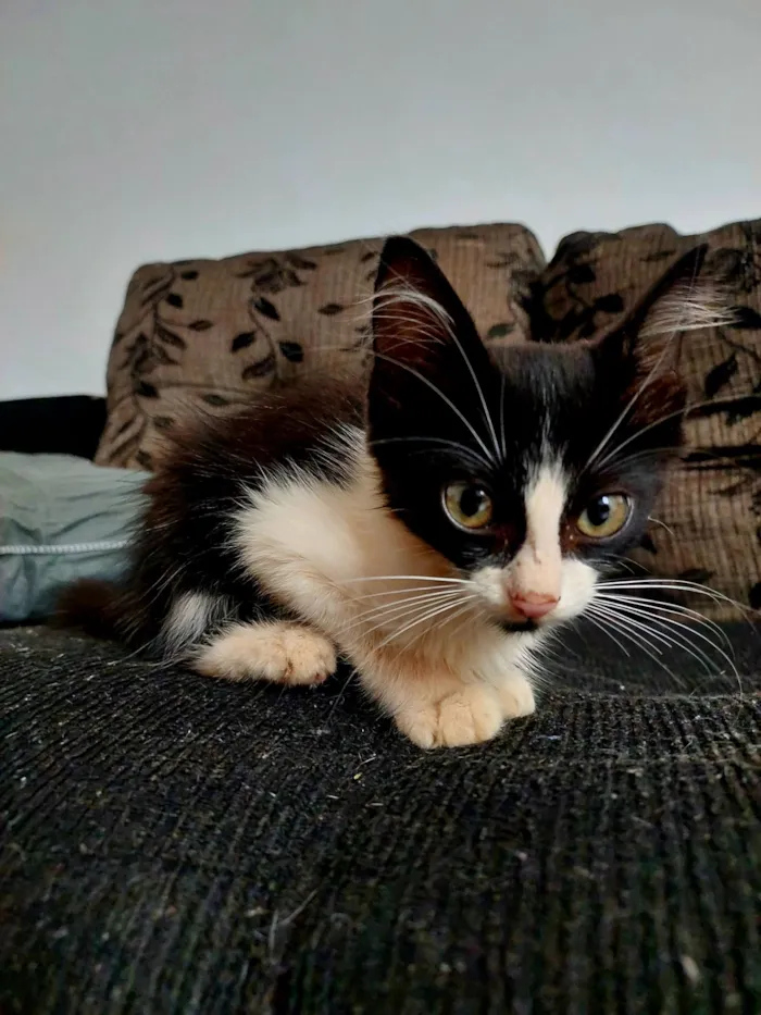 Gato raça SRD-ViraLata idade 2 a 6 meses nome Frajola