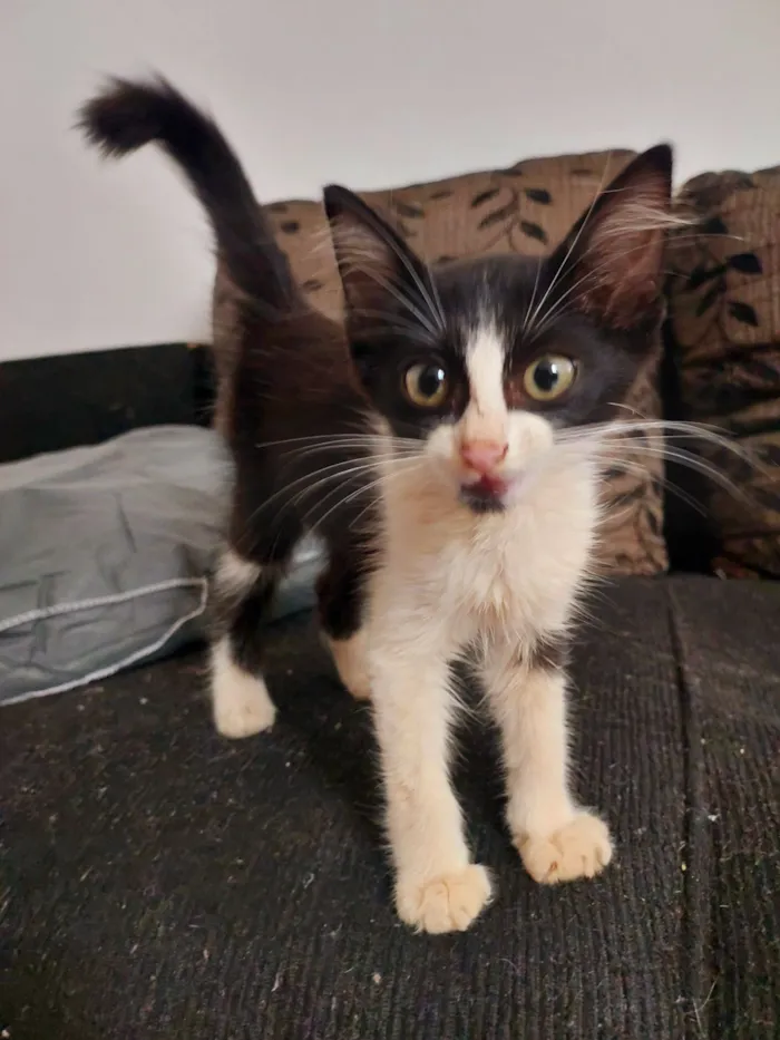 Gato raça SRD-ViraLata idade 2 a 6 meses nome Frajola