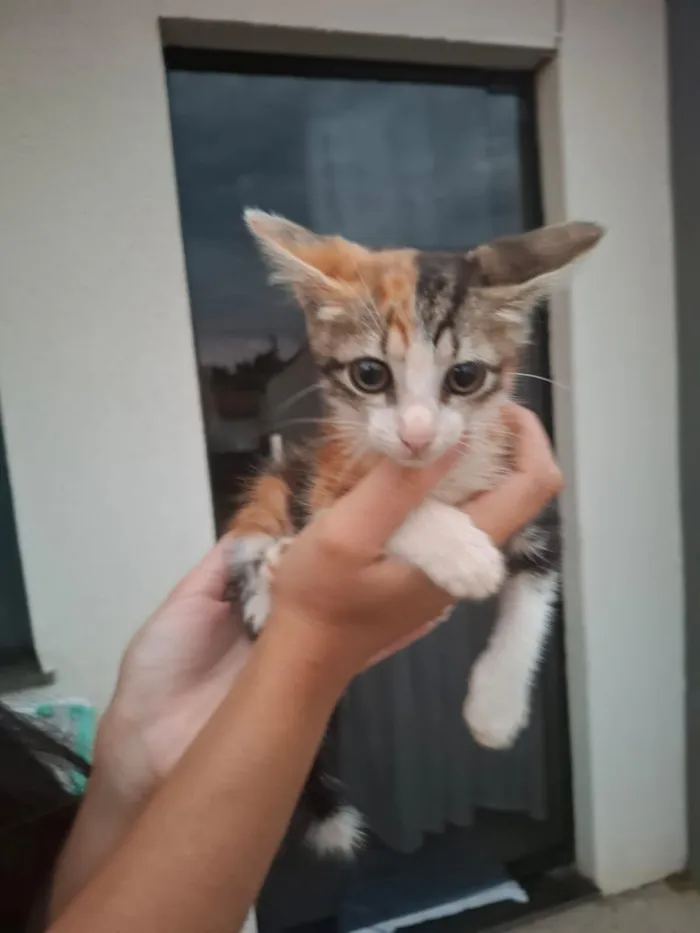 Gato raça SRD-ViraLata idade Abaixo de 2 meses nome Gatinho