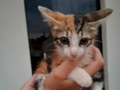 Gato raça SRD-ViraLata idade Abaixo de 2 meses nome Gatinho