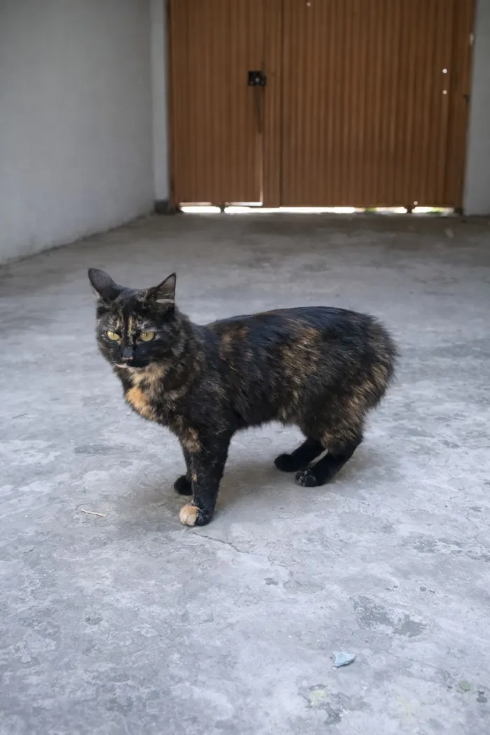 Gato raça SRD-ViraLata idade 2 a 6 meses nome Celine