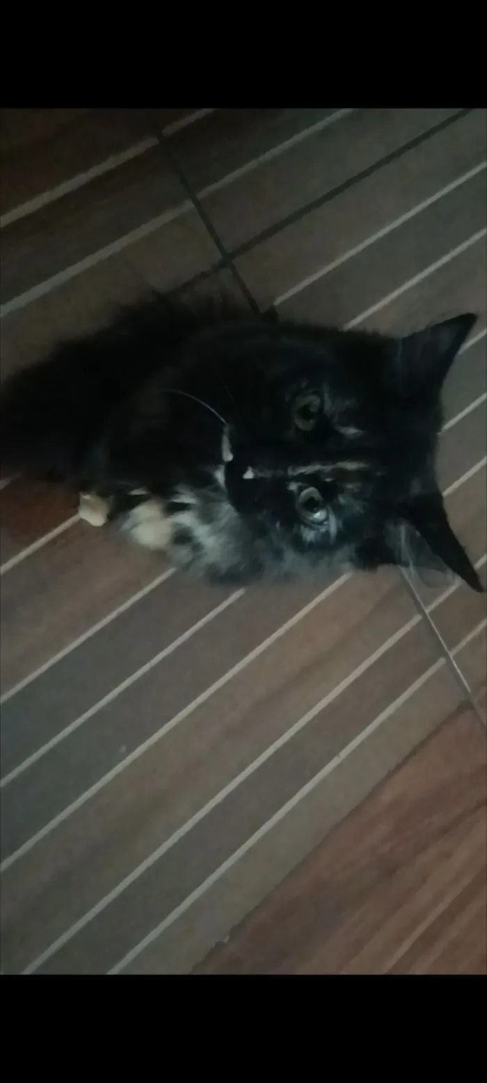 Gato raça SRD-ViraLata idade 2 a 6 meses nome Celine