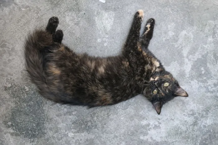 Gato raça SRD-ViraLata idade 2 a 6 meses nome Celine